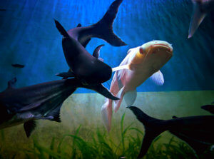 Black and white color of iridescent sharks also known as pangasianodon hypophthalmus fish swimming in aquarium tank.